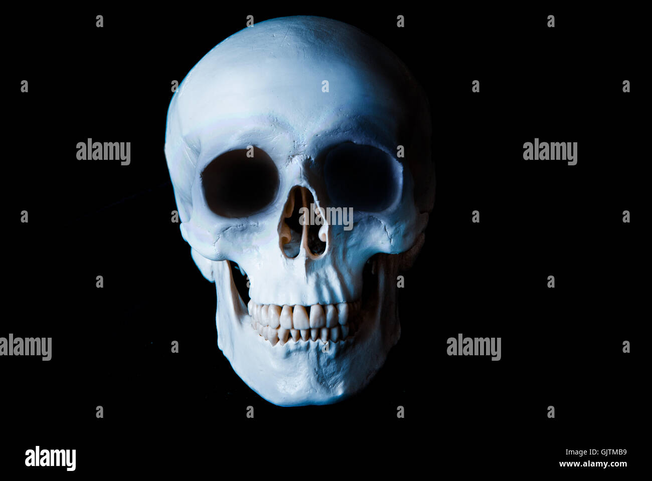 cranio umano Foto Stock