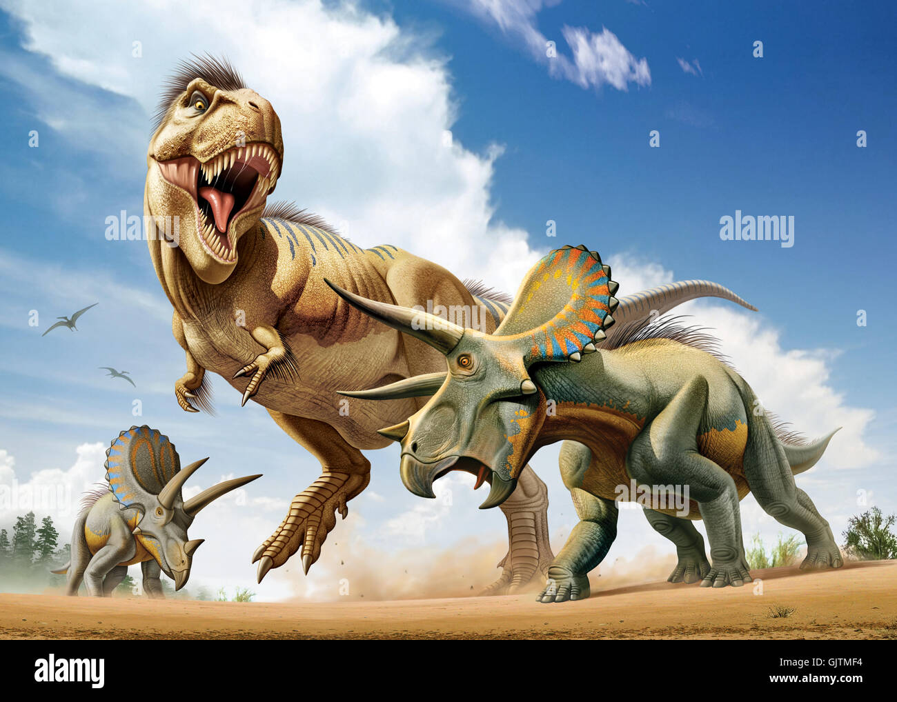 Un Tirannosauro Rex è in lotta con due Triceratops mentre provando a caccia di loro Foto Stock