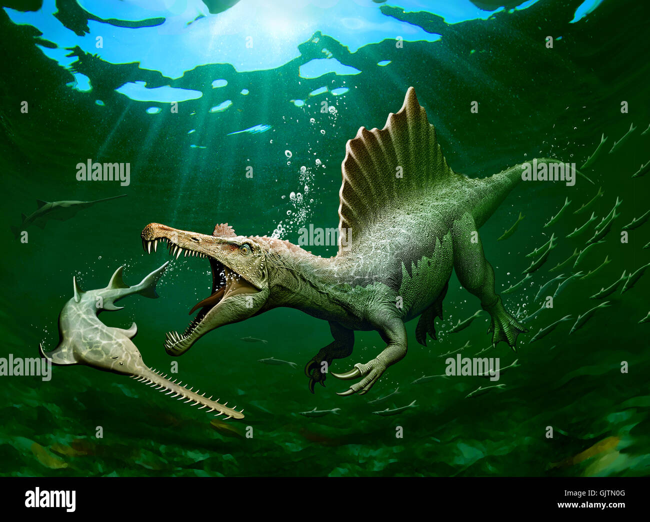 Spinosaurus caccia un Onchopristis Foto Stock