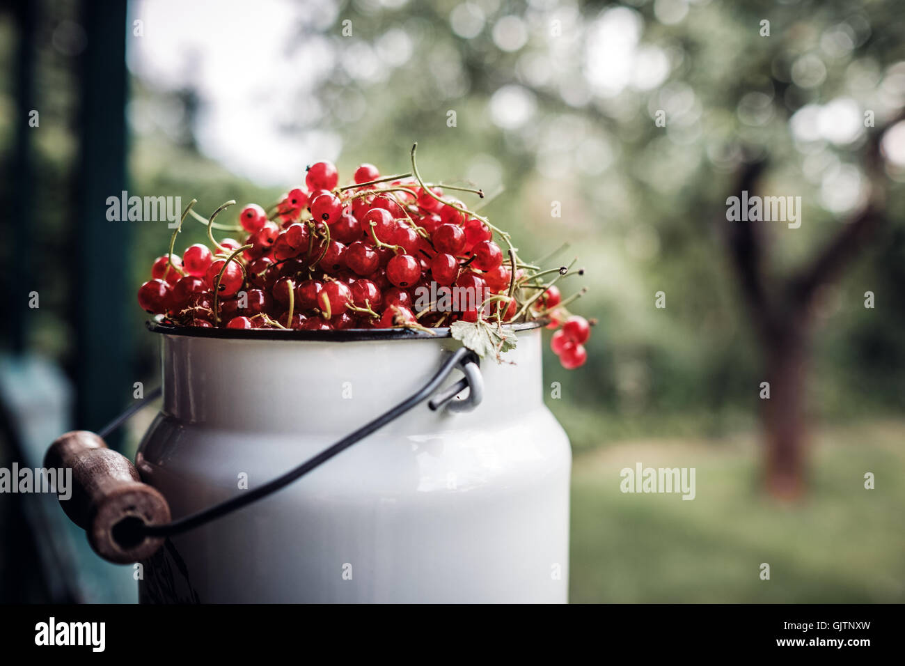 Ribes rosso in metallo, smalto bricco per latte contro verde Orchard Foto Stock