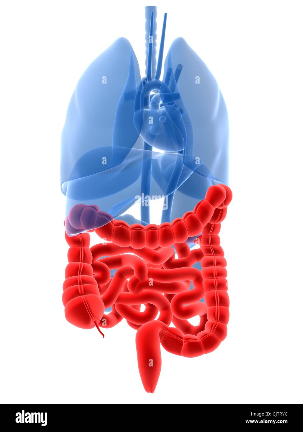 Medicalmente anatomia medica Foto Stock