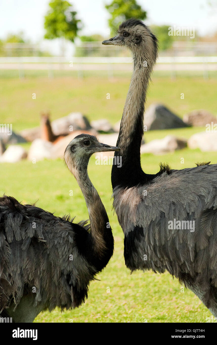 zoo di uccelli uccello Foto Stock