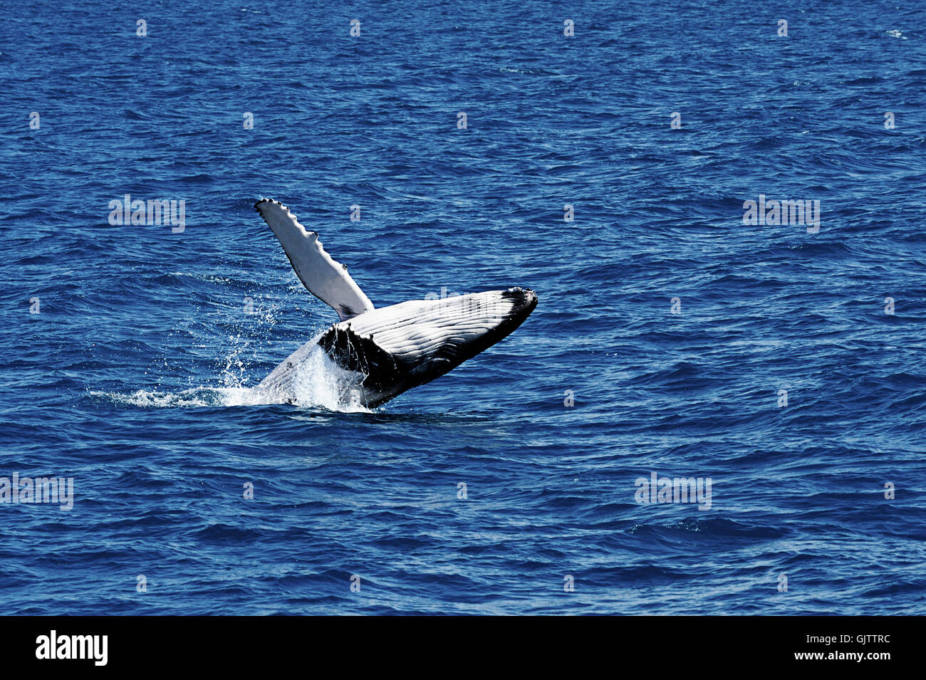 Fauna animale whale Foto Stock