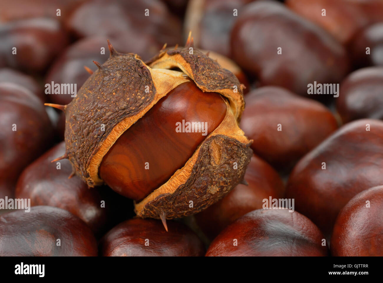 Chestnut,full frame Foto Stock
