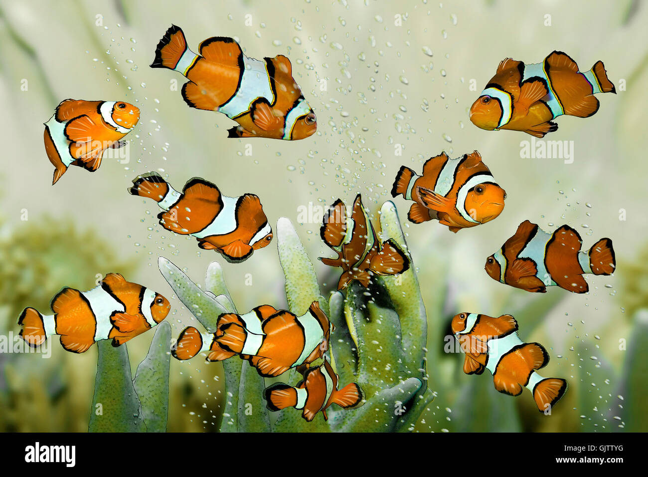 Pesci nemo coralbank Foto Stock