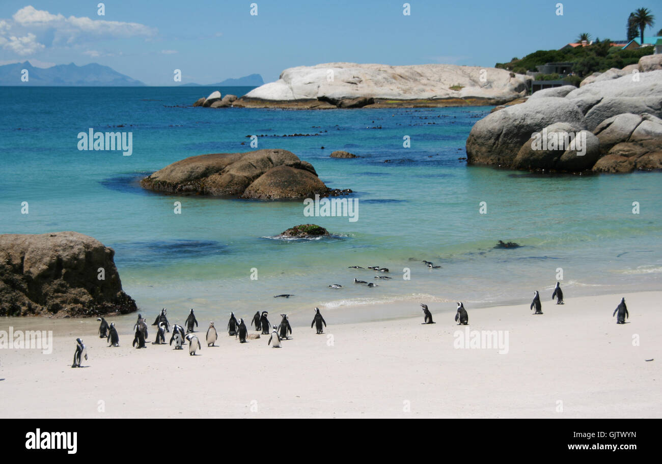 Pinguini sulla spiaggia Foto Stock