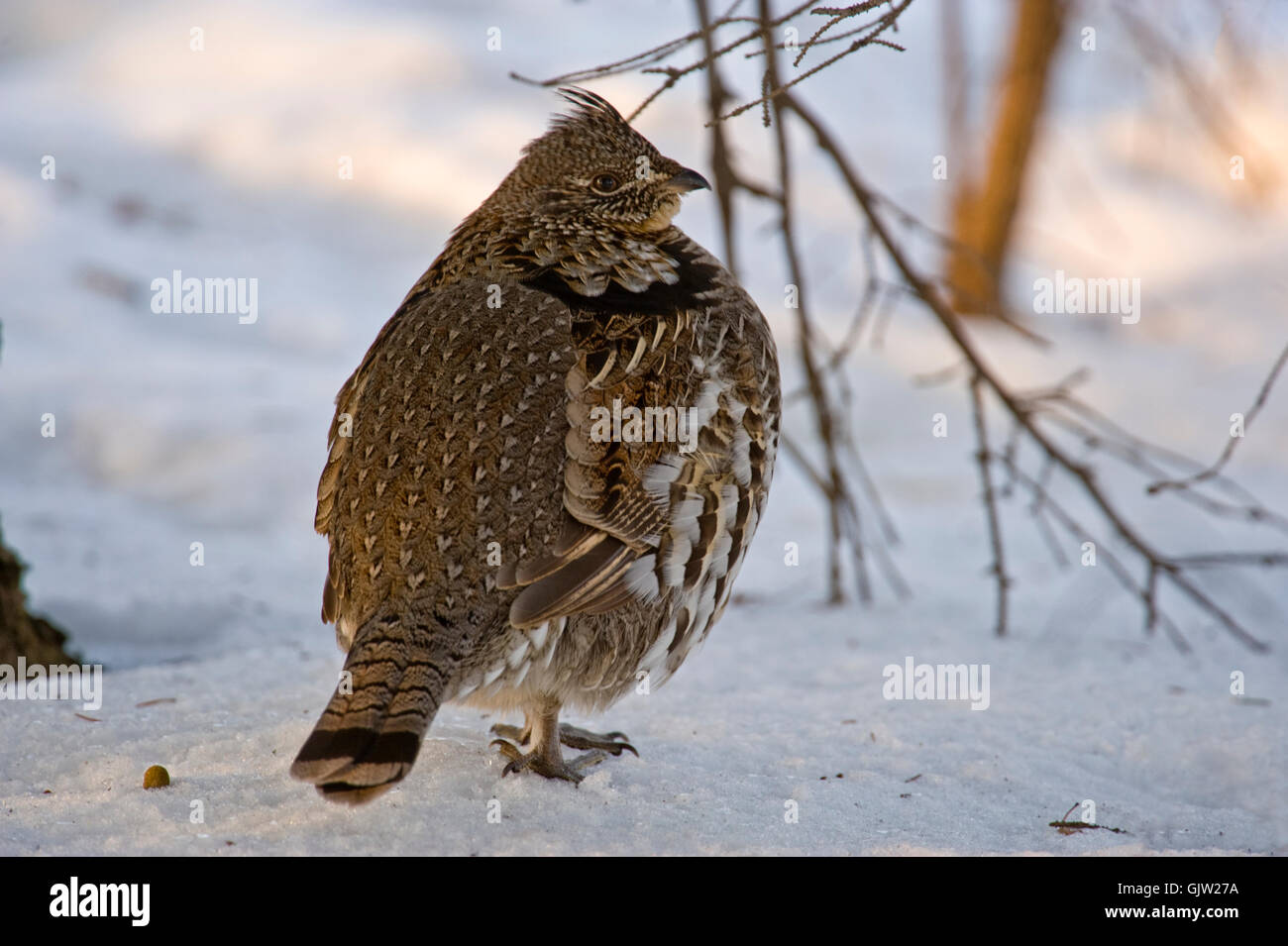 Ruffed grouse (Bonassa umbellus) 'arruffare fino piume' per le temperature invernali, maggiore Sudbury, Ontario, Canada Foto Stock