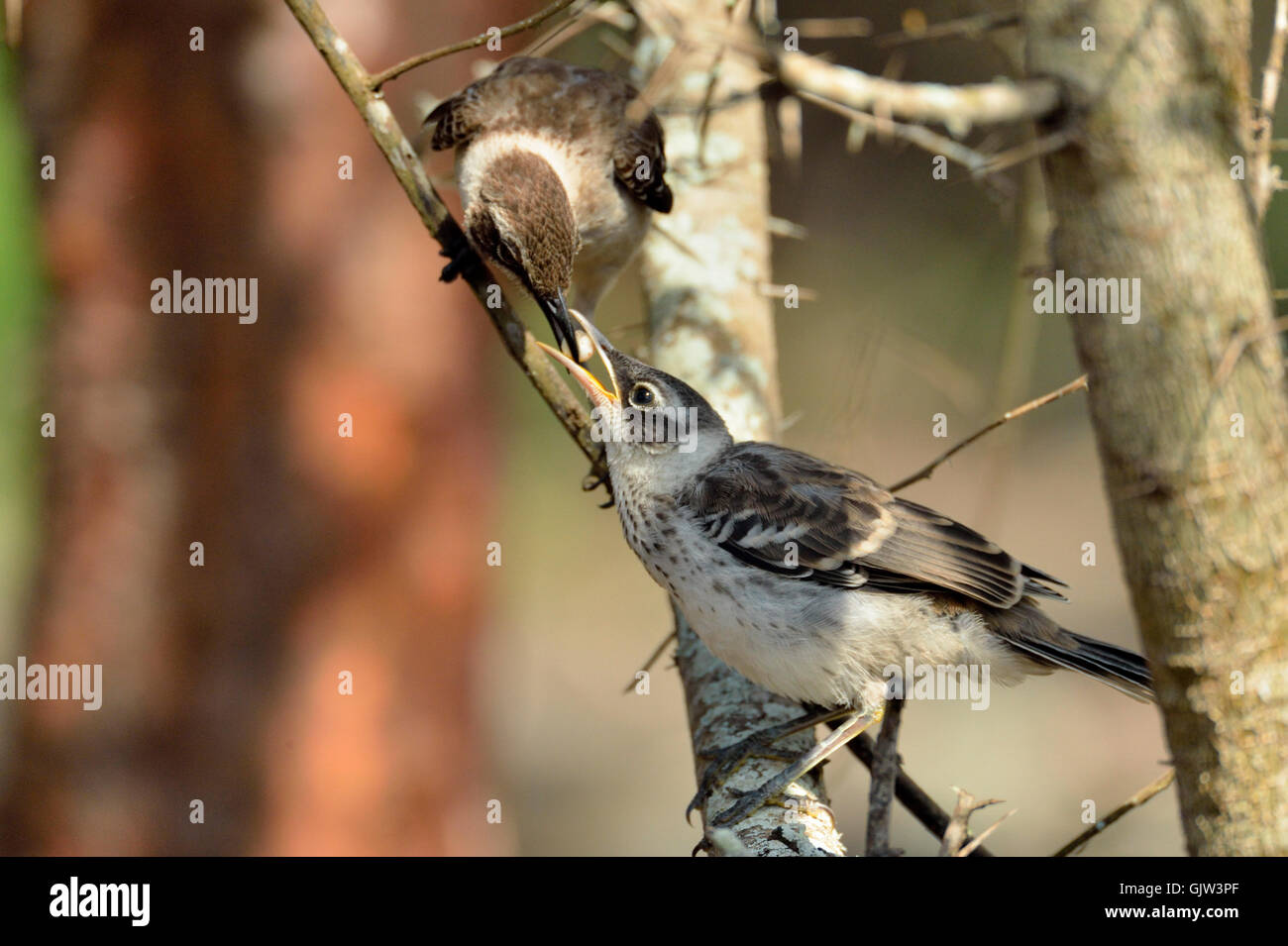 Le Galapagos mockingbird (Nesomimus) capretti in attesa di genitore, Charles Darwin Research Station, Puerto Aroya, Isola di Santa Cruz, CE Foto Stock