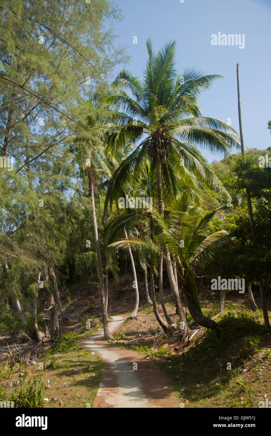 Vista del bel sfondo tropicale con palme da cocco. Pulau Sibu, Malaysia Foto Stock