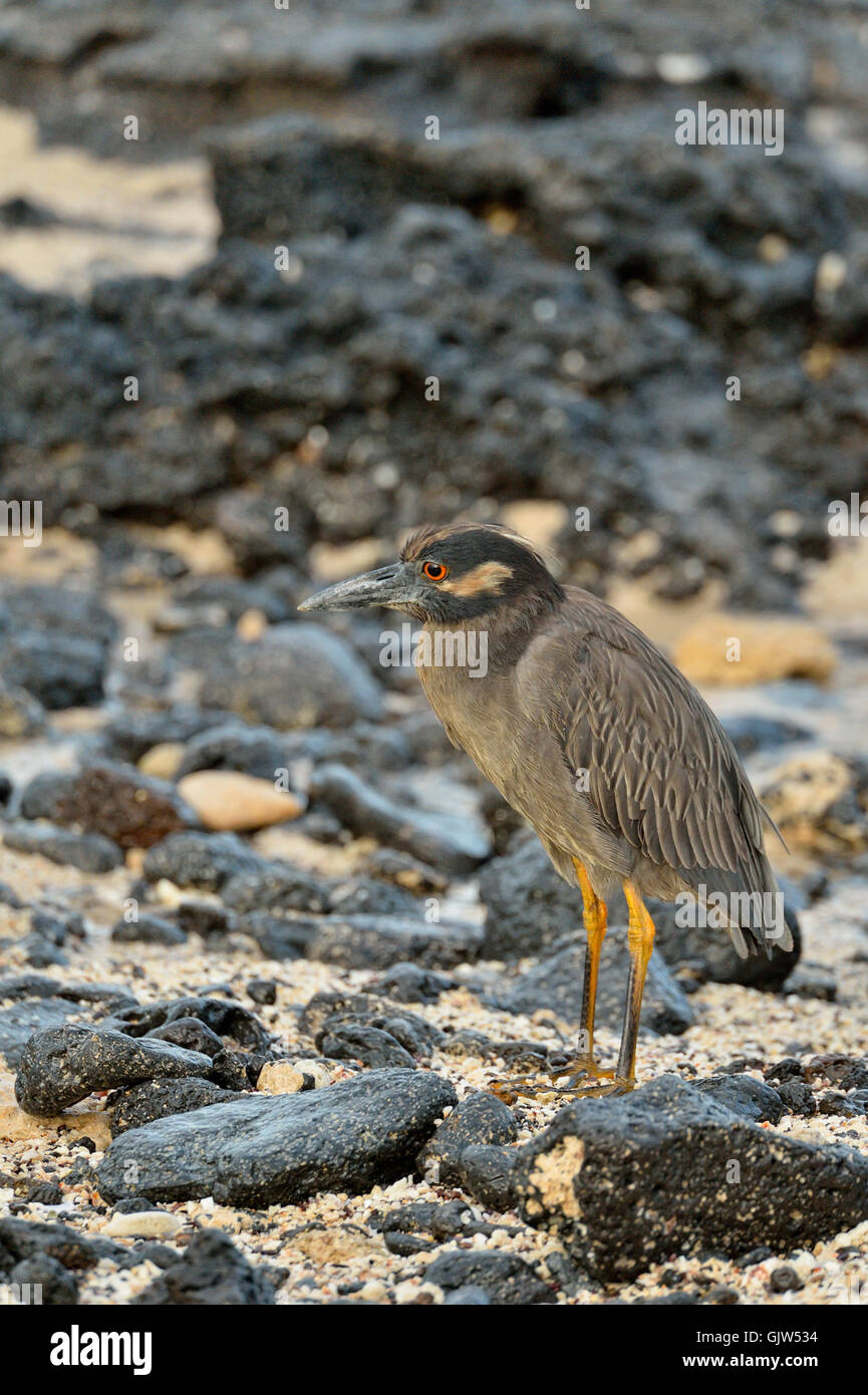 Giallo-incoronato Nitticora (Nyctanassa violacea), Isole Galapagos National Park, Isola di Santa Cruz, Las Bachas Beach, Ecuador Foto Stock