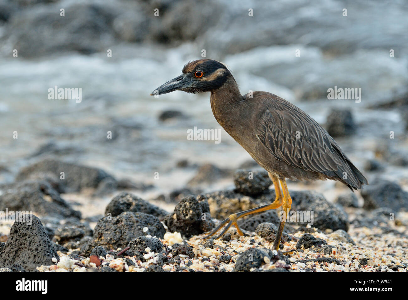 Giallo-incoronato Nitticora (Nyctanassa violacea), Isole Galapagos National Park, Isola di Santa Cruz, Las Bachas Beach, Ecuador Foto Stock