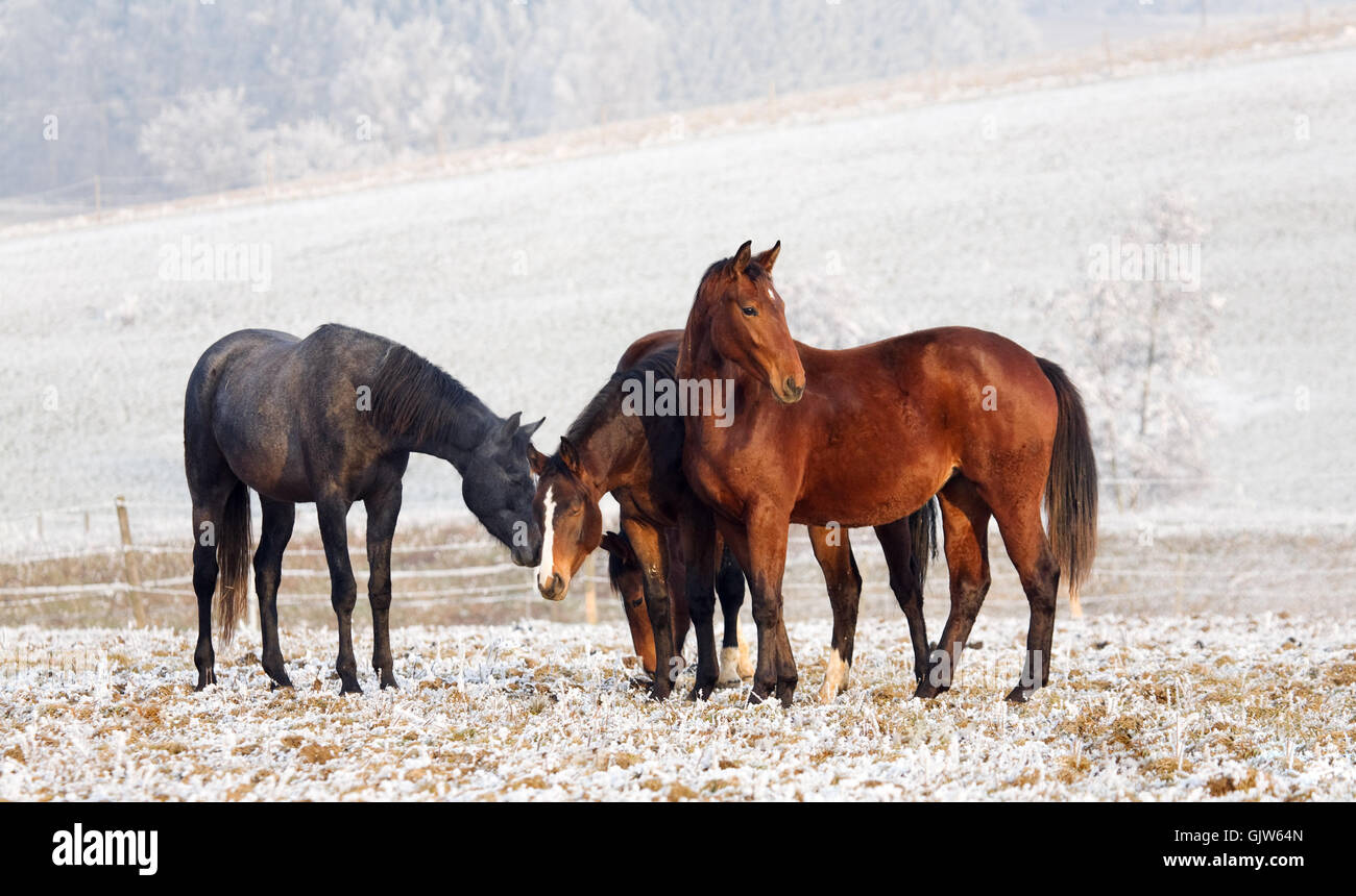 I cavalli in inverno Foto Stock