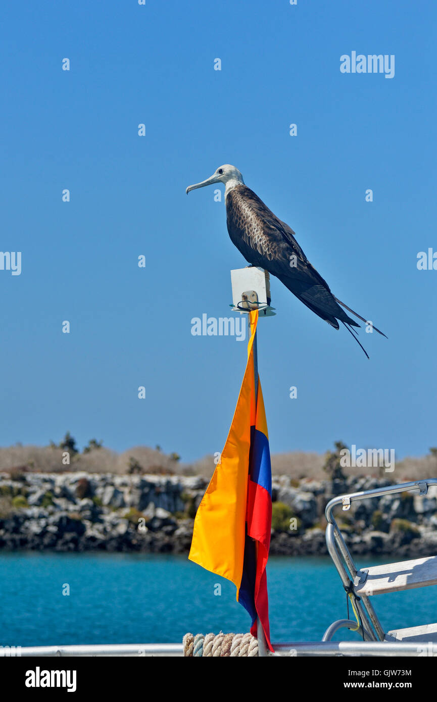 Magnifica Frigatebird (Fregata magnificens) appollaiato sulla bandiera ecuadoriana, Isole Galapagos National Park, Sud Plaza Isola, Ecuador Foto Stock