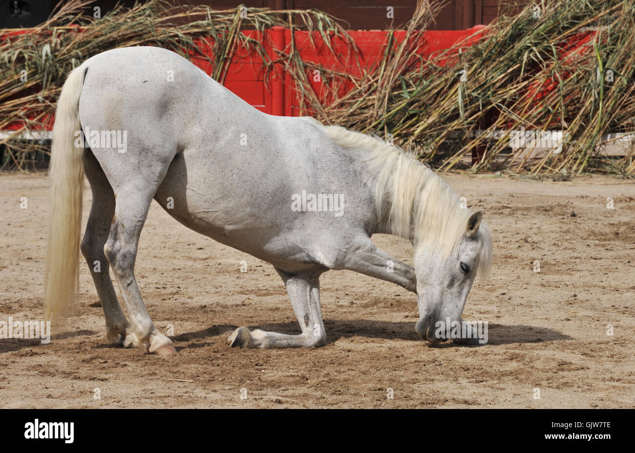 Cavallo stallone circus Foto Stock