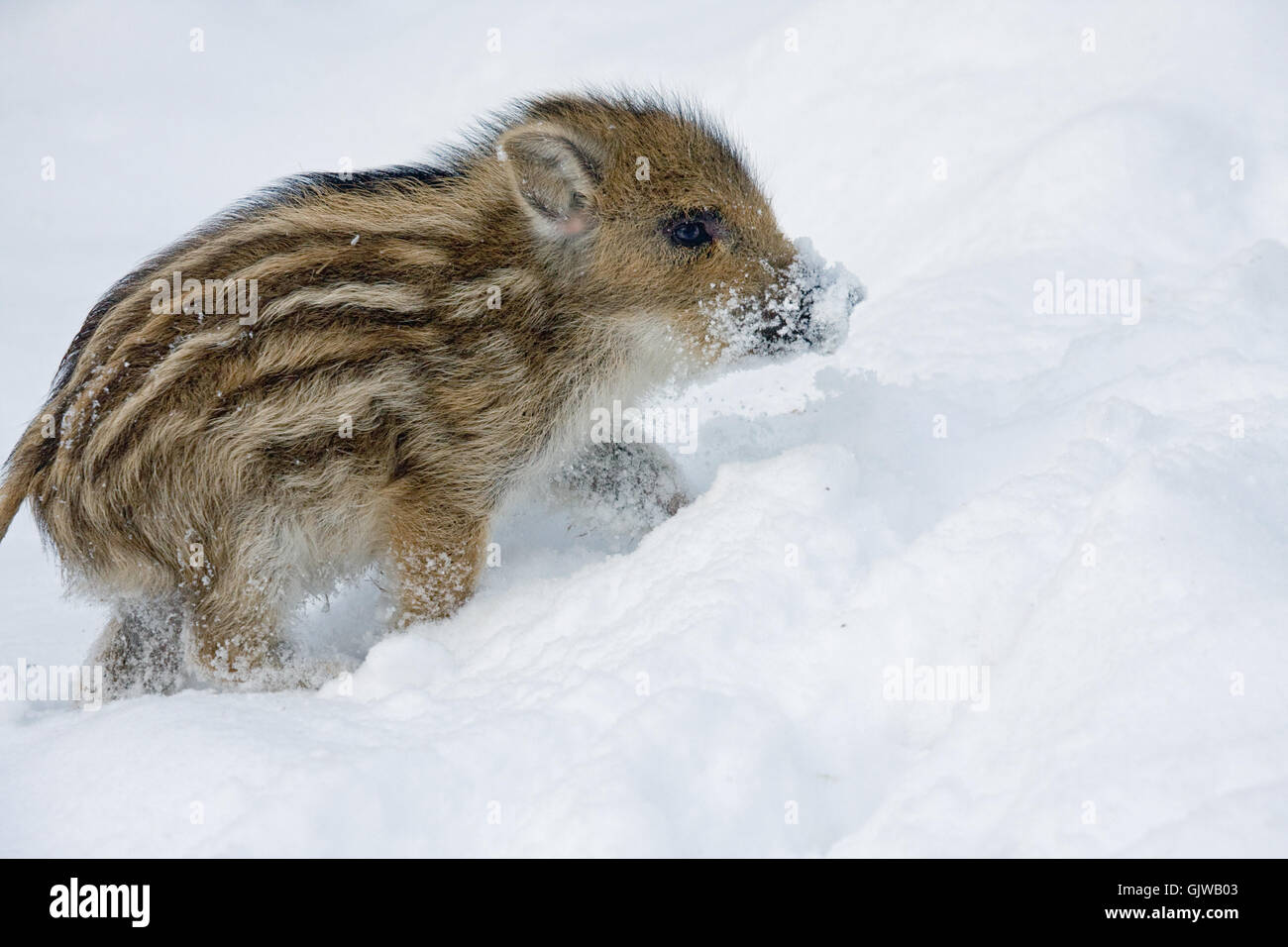 I giovani di un cinghiale animale invernale Foto Stock