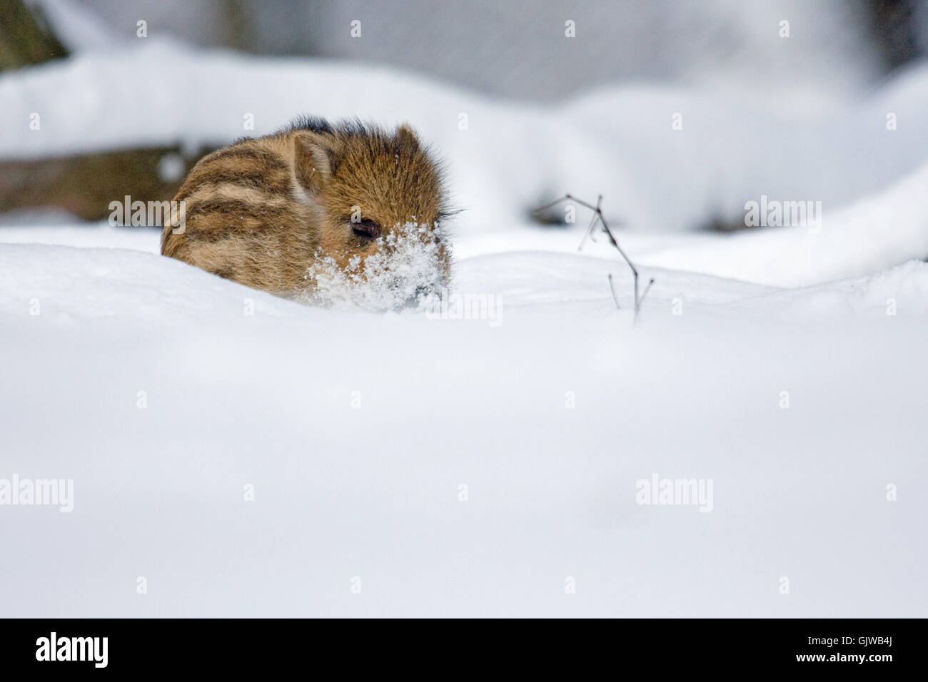 I giovani di un cinghiale animale invernale Foto Stock