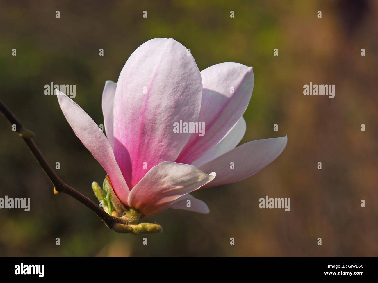 Piante e fiori sbocciano Foto Stock