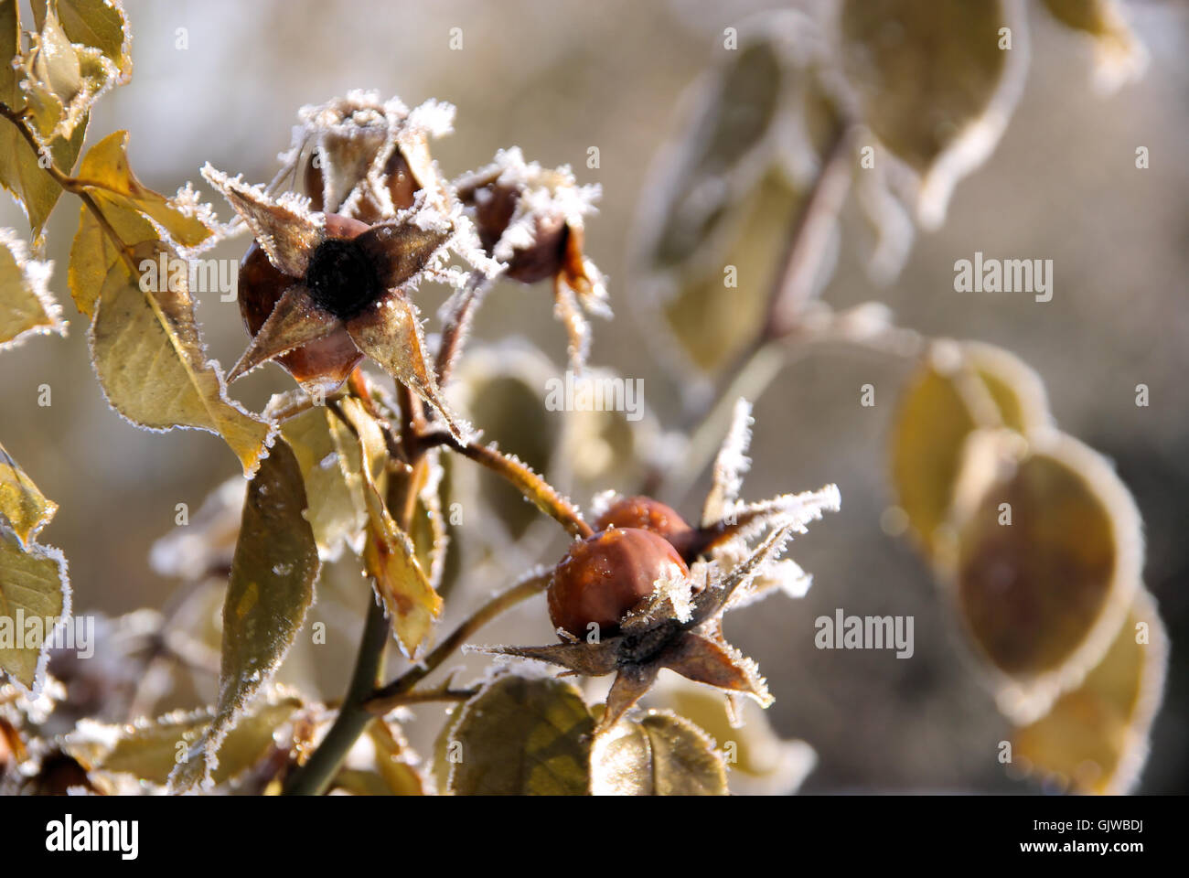 sperma di tè e frutta Foto Stock