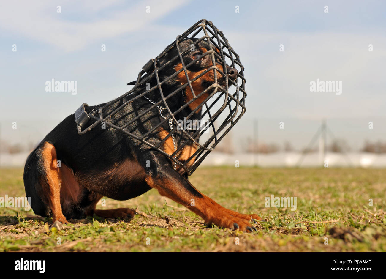 Muso di cane miniatura Foto Stock