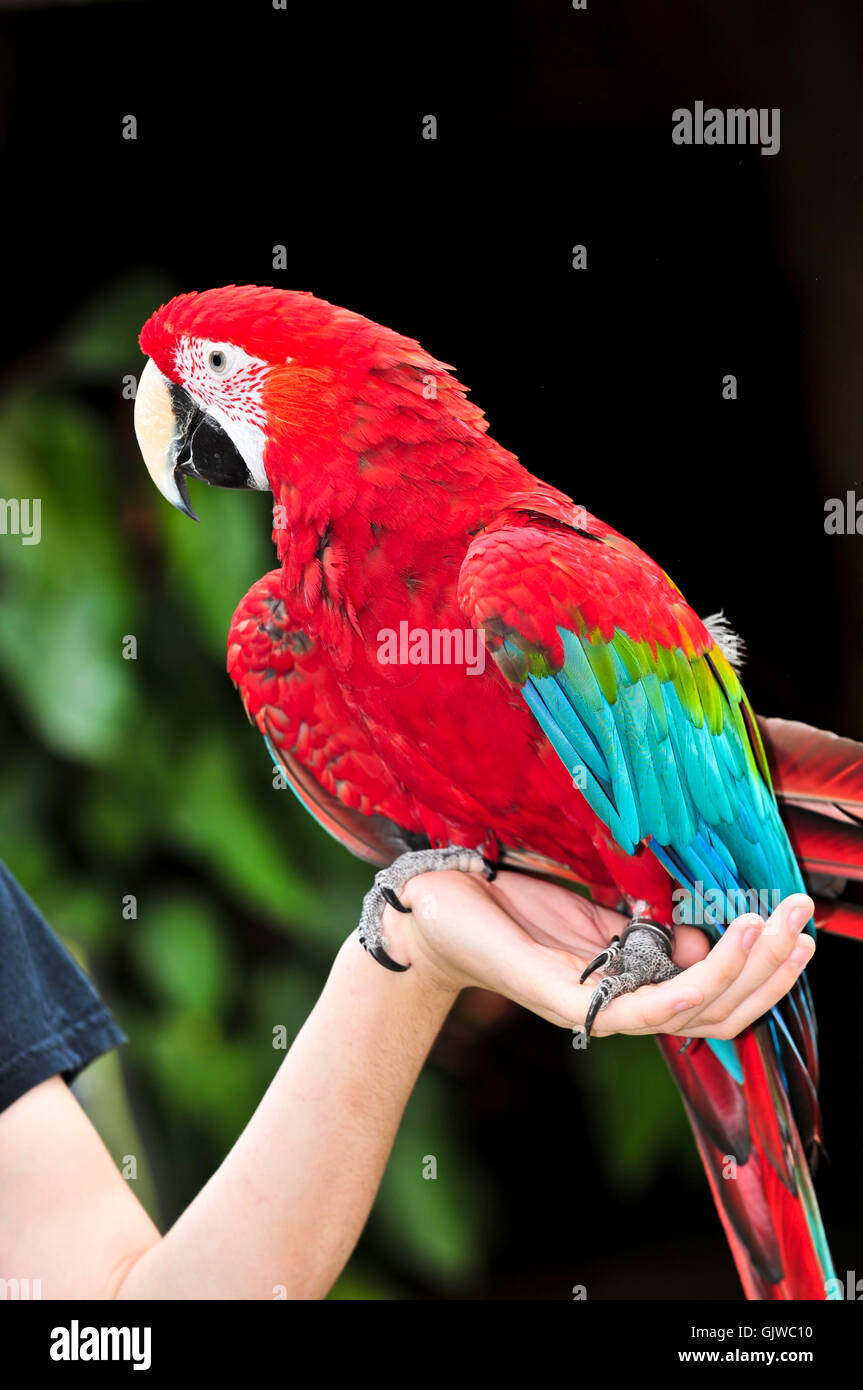 Le penne degli uccelli scarlet Foto Stock