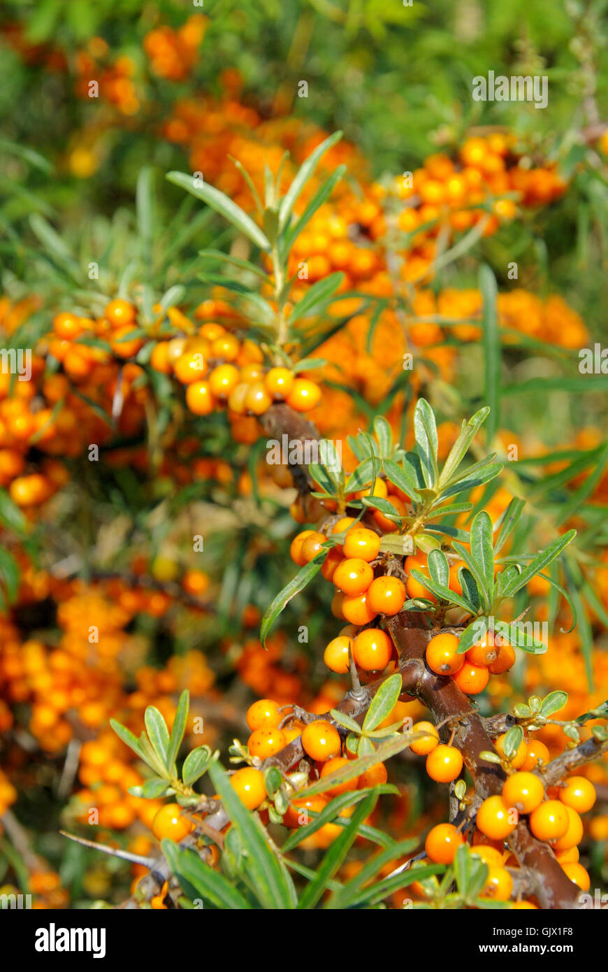 Frutta di arancia bush Foto Stock