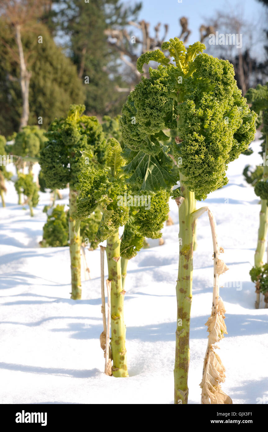 Giardino inverno agricoltura Foto Stock