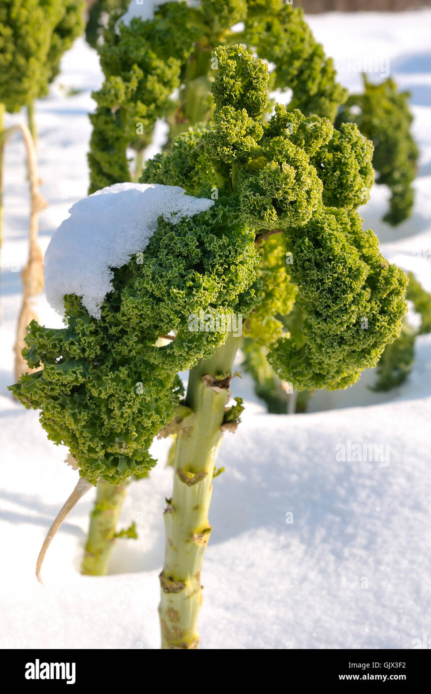 Giardino inverno agricoltura Foto Stock