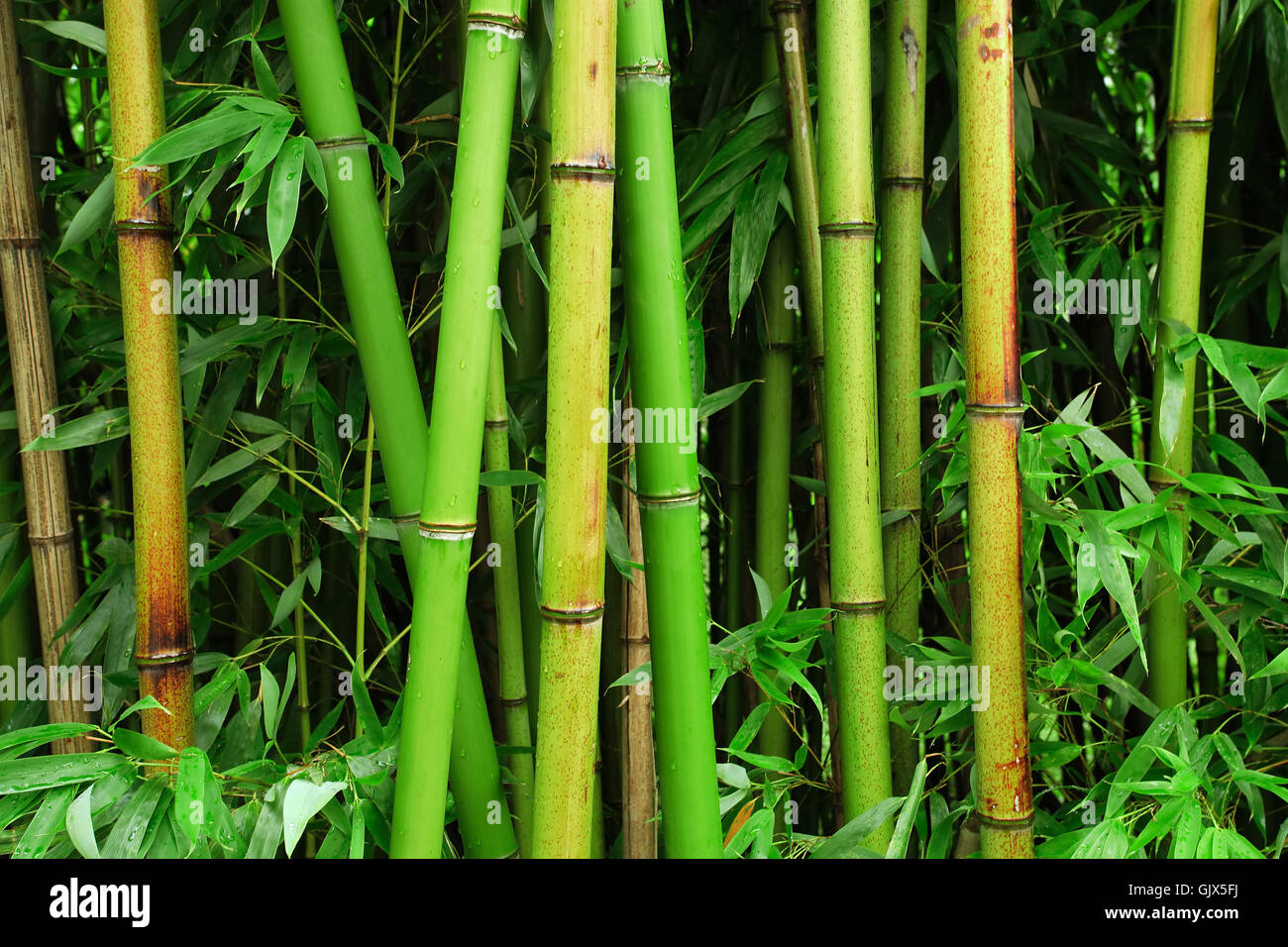 Albero di bambù nella giungla Foto Stock