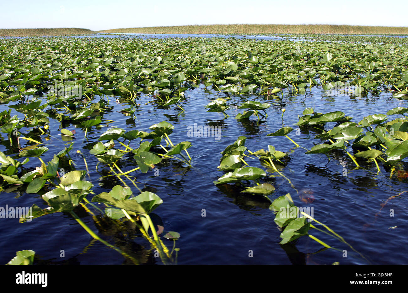 Un tipico parco nazionale delle Everglades paesaggio di vaste zone umide riempiti con vegetazione. Foto Stock