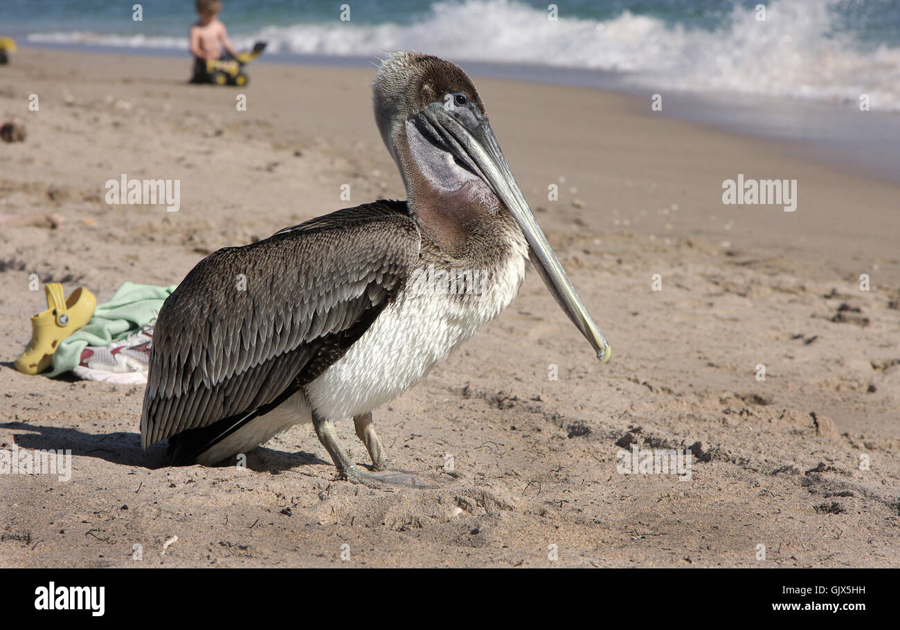 Un pellicano su una spiaggia Foto Stock