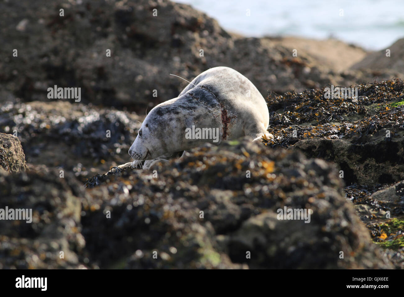 Guarnizione giovani aggrovigliati e ferito da scartare la lenza Foto Stock