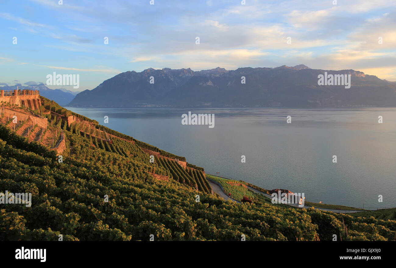 Lavaux vigneti, Svizzera Foto Stock