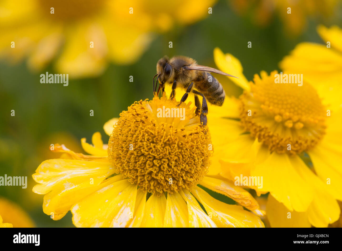 I colori dei giardini Ness nel Cheshire Foto Stock
