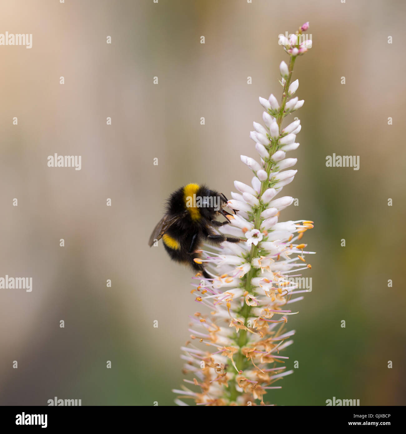 I colori dei giardini Ness nel Cheshire Foto Stock