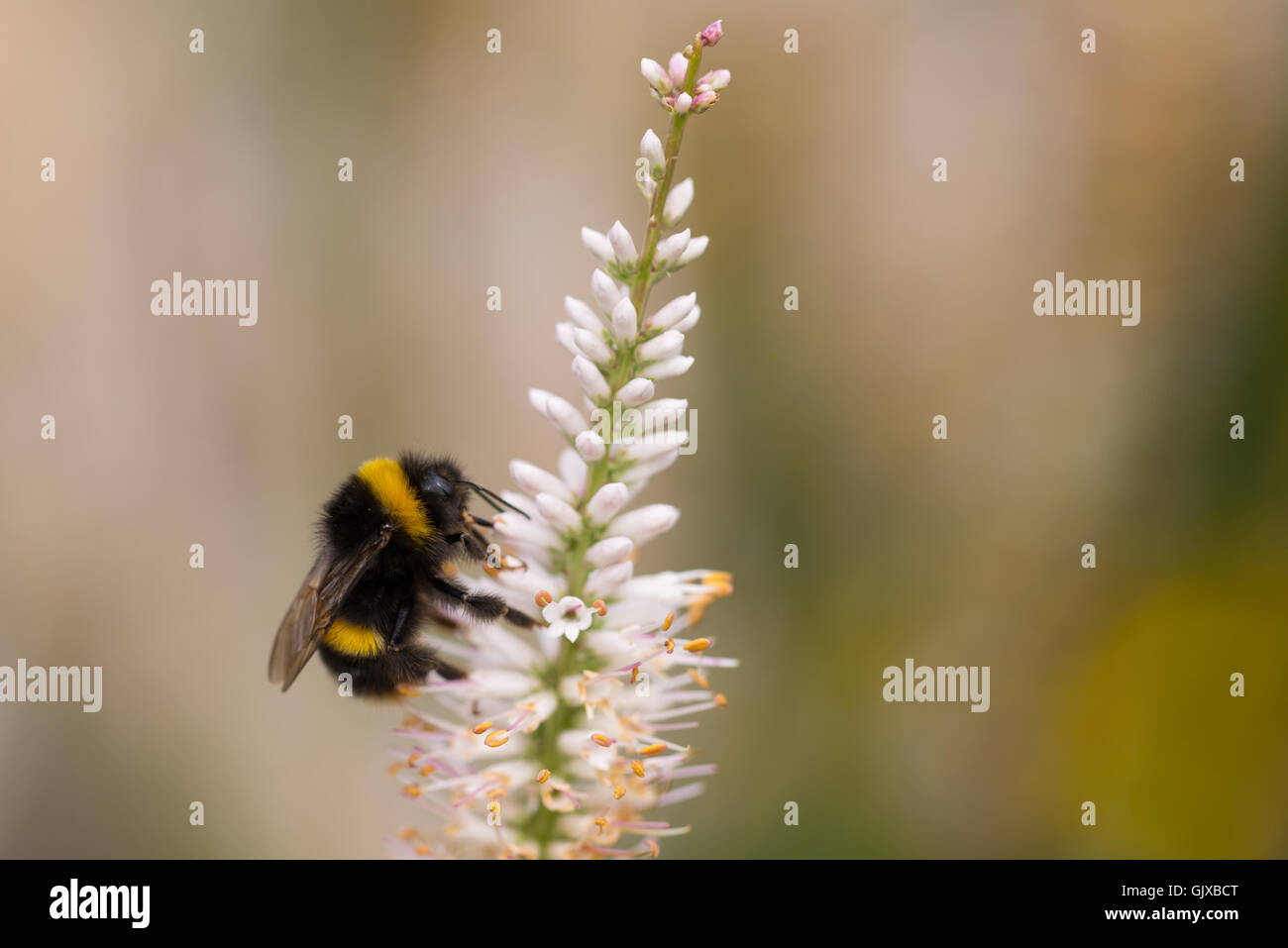I colori dei giardini Ness nel Cheshire Foto Stock
