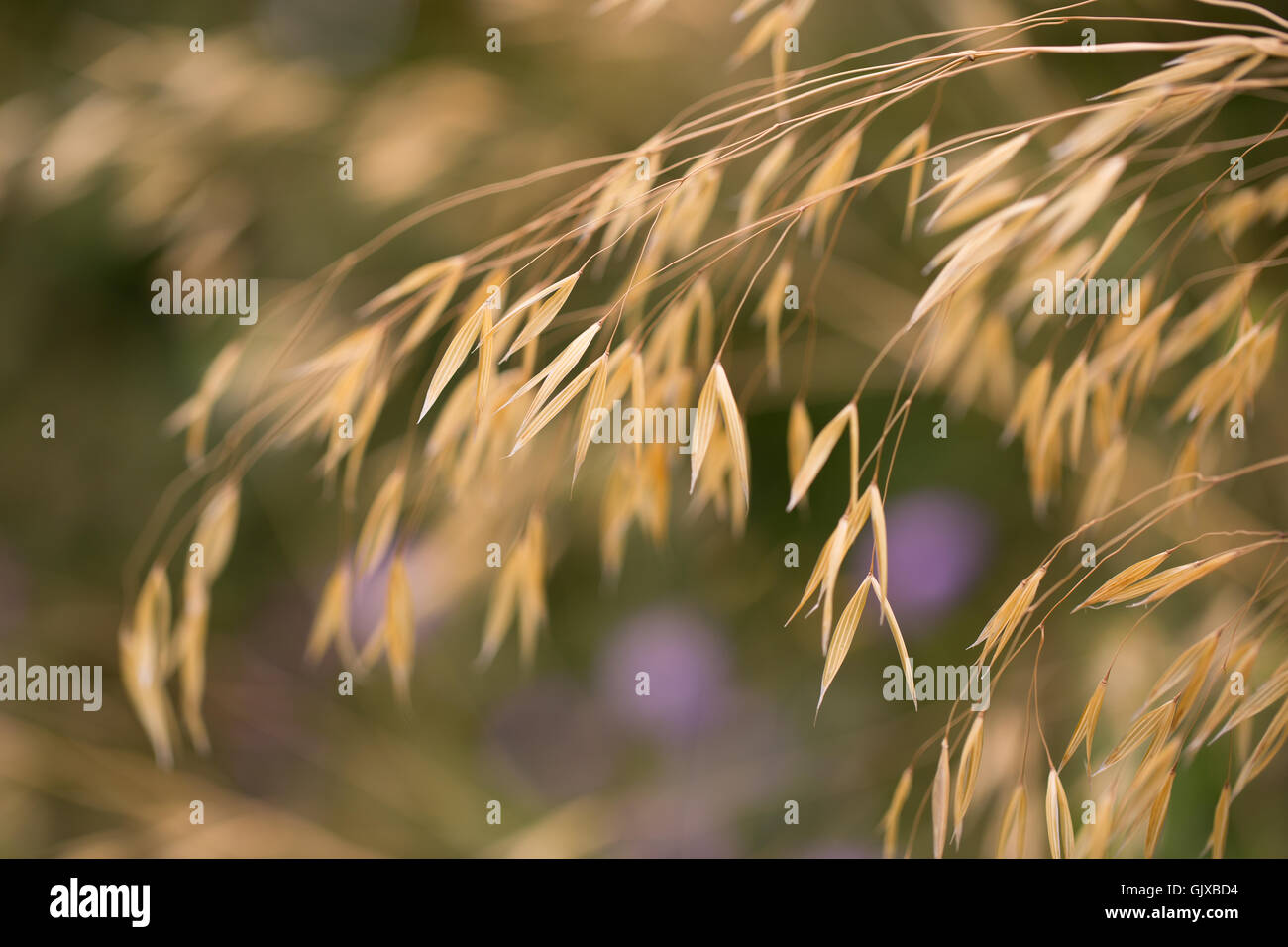 I colori dei giardini Ness nel Cheshire Foto Stock