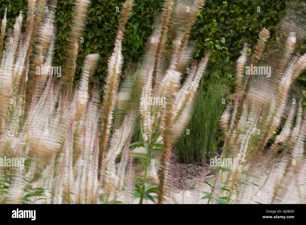 I colori dei giardini Ness nel Cheshire Foto Stock
