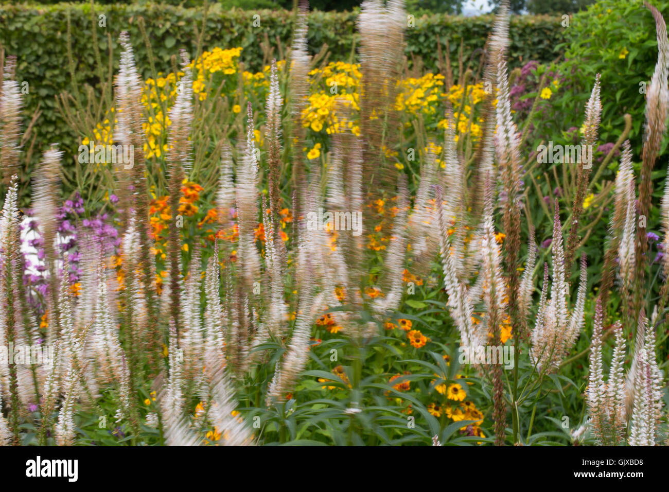 I colori dei giardini Ness nel Cheshire Foto Stock