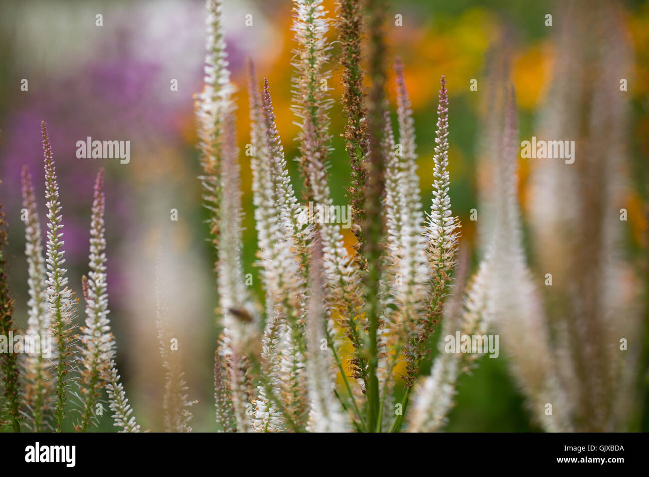 I colori dei giardini Ness nel Cheshire Foto Stock