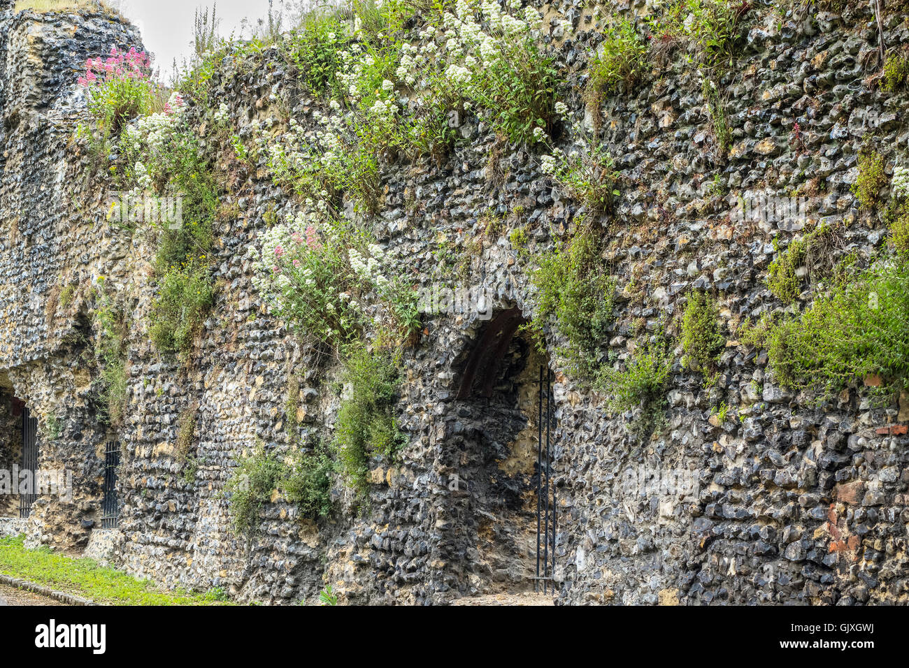 Fiori in parete rovine dell'abbazia di Reading Berkshire REGNO UNITO Foto Stock