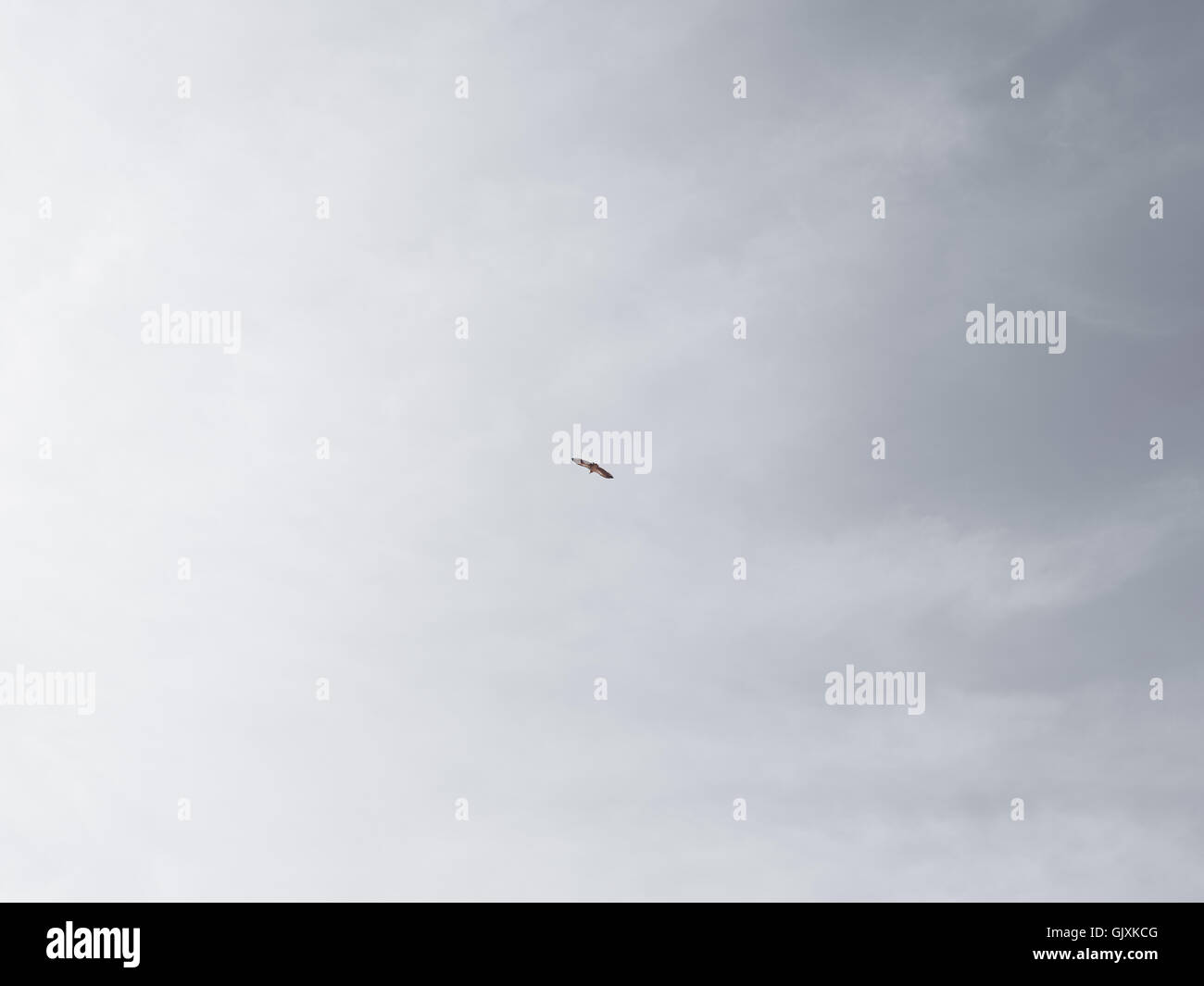 Un falco vola attraverso il nuvoloso cielo invernale di Campo Base Everest Foto Stock