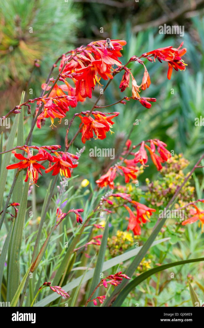 Luminoso rosso-arancio fiori dell'ardito perenne corm, Crocosmia x crocosmiiflora 'Saracen' Foto Stock