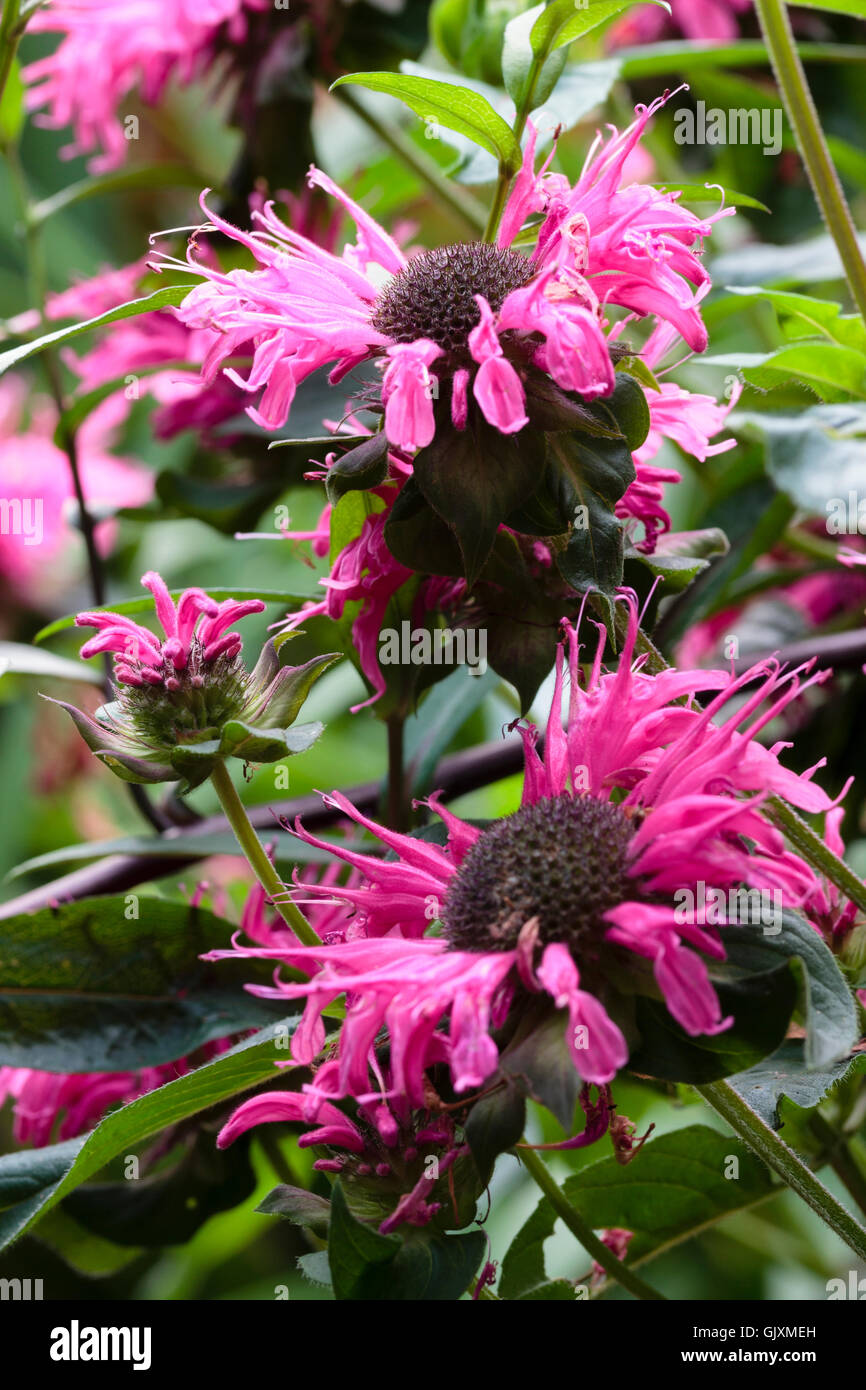 Agosto fiori del beebalm ornamentali, Monarda didyma "pizzo rosa" Foto Stock