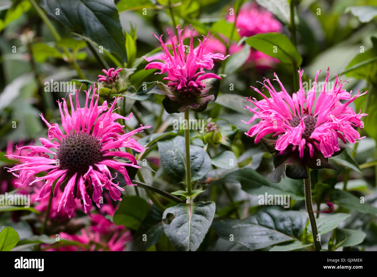 Agosto fiori del beebalm ornamentali, Monarda didyma "pizzo rosa" Foto Stock