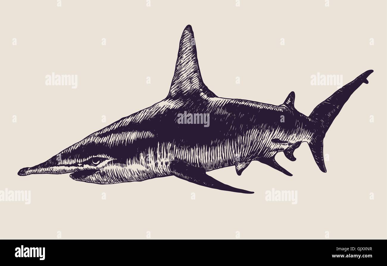 squalo Illustrazione Vettoriale