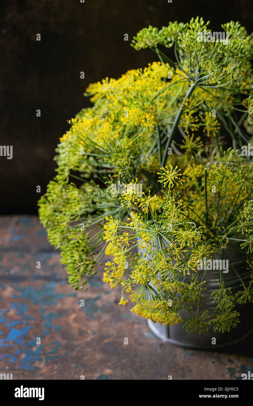 Bouquet di fiori di aneto verde in ferro la benna su un vecchio legno scuro dello sfondo a trama. Stile rustico. Con il fuoco selettivo Foto Stock