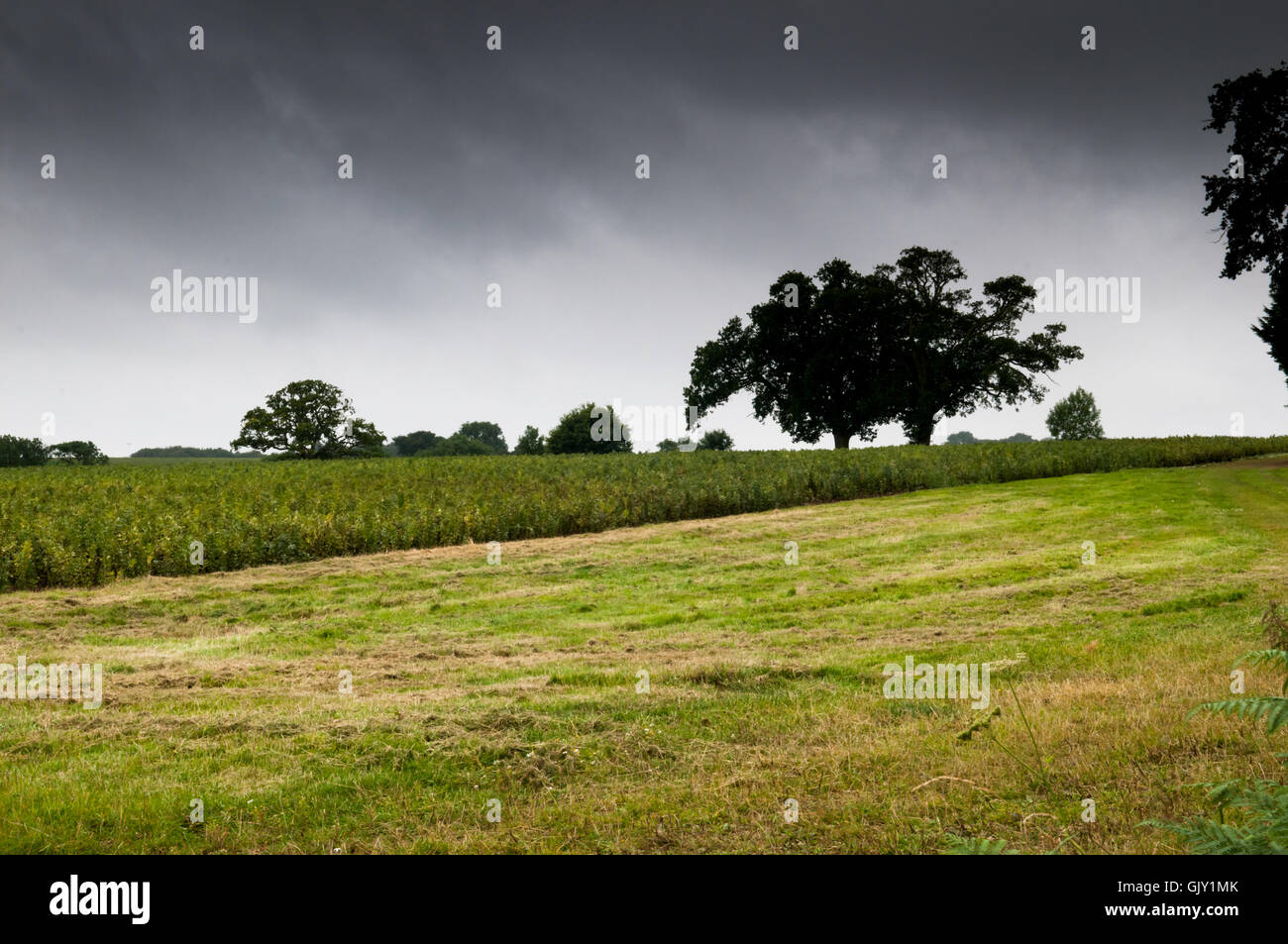 Drammatica cielo sopra il campo con albero solitario. Moody e atmosferica di tono. Concetto di solitudine. Foto Stock