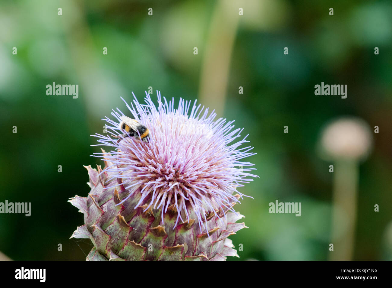 Bumble Bee per raccogliere il polline in una pianta Foto Stock