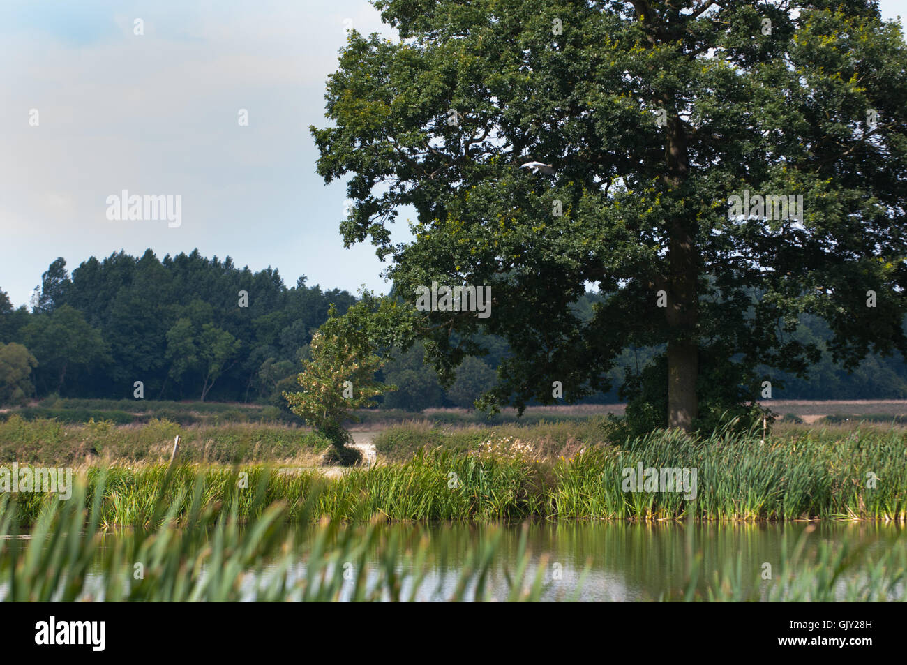 Paesaggio di campagna nelle zone rurali paesaggio inglese Foto Stock