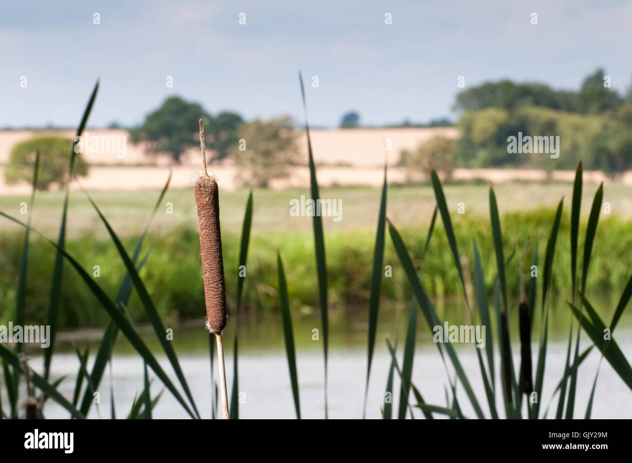 Giunco di palude e canne da riva del fiume con acqua e il paesaggio sullo sfondo Foto Stock